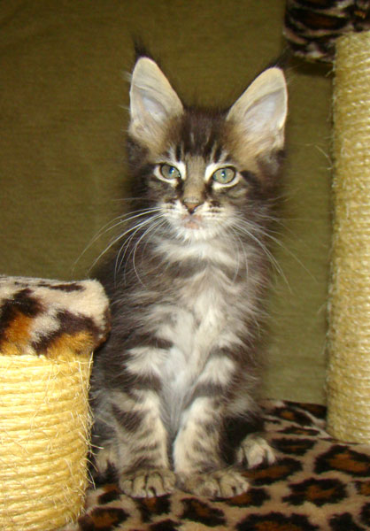     Catsvill County!   !    !       !!!    Catsvill County +7-926-544-74-09     .   ,   ,   ,    ,   ,  ,     ,   -,    ,   !